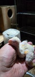 Kakariky pullo