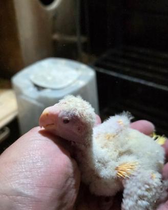 Kakariky pullo