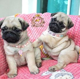 Simpaticissima femminuccia carlino