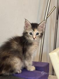 Cucciola Maine coon pelo pregiato 3 rate pedigree