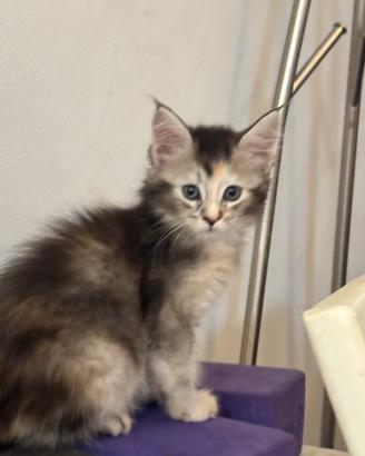 Cucciola Maine coon pelo pregiato 3 rate pedigree