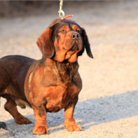 Dachbracke da caccia