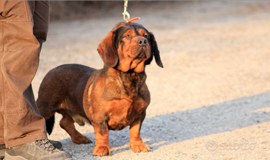 Dachbracke da caccia