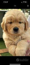 Cuccioli Golden Retriever linea americana