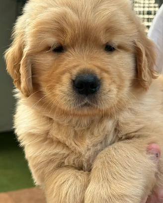 Cuccioli Golden Retriever linea americana