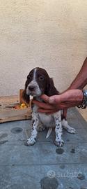 Cuccioli setter