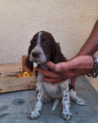 Cuccioli setter