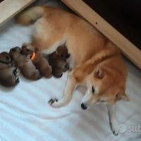 Shiba Inu cuccioli con Pedigree Italiano