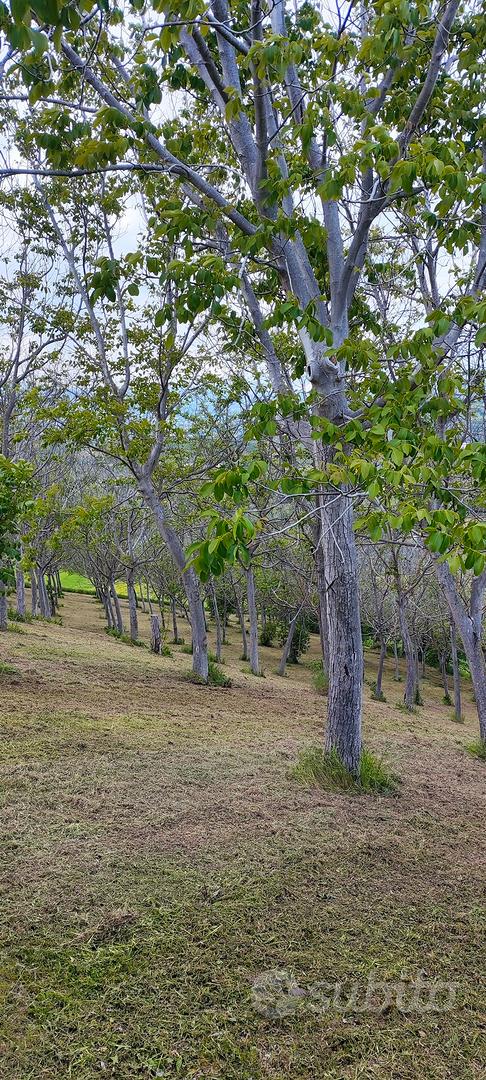 terreno con uliveto - Vista 4