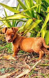 Meticcio piccolissima taglia