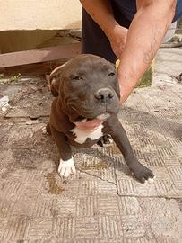 Pitbull