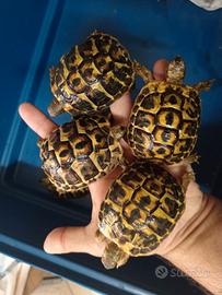 Tartarughe di terra con documenti e microchip