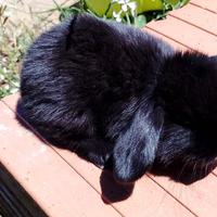 Coniglio ariete nero