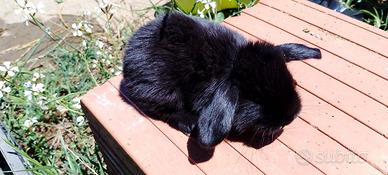 Coniglio ariete nero