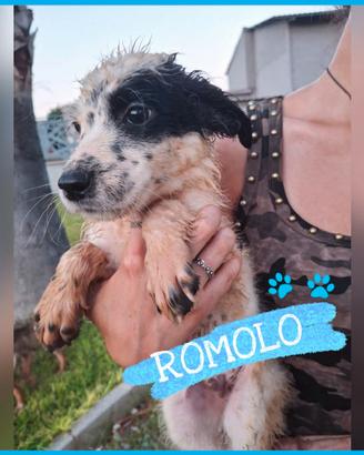Romolo cucciolo taglia medio grande 