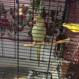 Parrocchetto dal collare