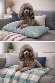 Barboncino mini Toy maschio silver con pedigree