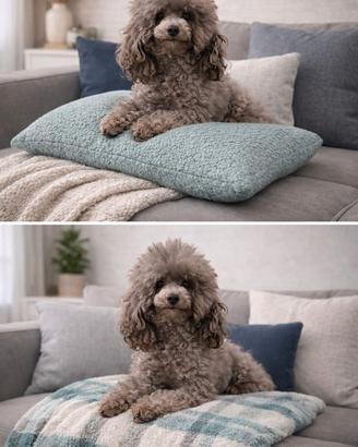 Barboncino mini Toy maschio silver con pedigree