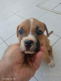 Pitbull adba