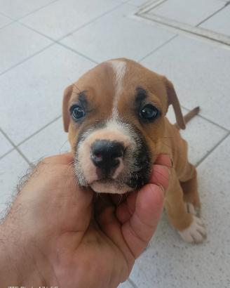 Pitbull adba