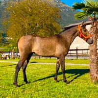 Cavalla Andalusa