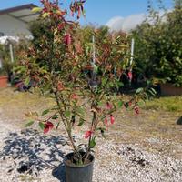 Photinia