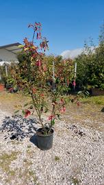 Photinia