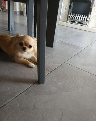 Chihuahua monta