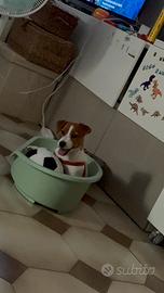 Jack russel 5 mesi