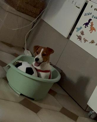 Jack russel 5 mesi