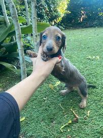 Bassotto Nano Blu-Fawn Pelo Lungo maschio