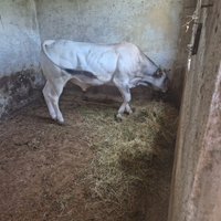 Vitello piemontese