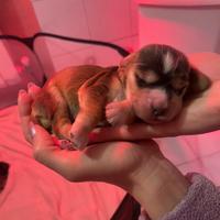 Cuccioli cocker spaniel