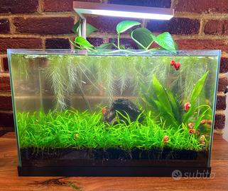 Kit completo acquario Walstad low-tech