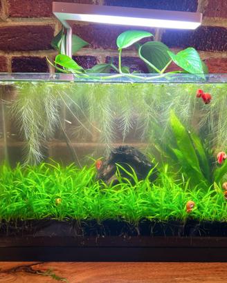 Kit completo acquario Walstad low-tech
