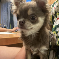 Chihuahua con pedigree per monta