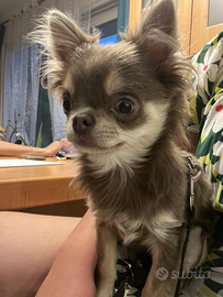 Chihuahua con pedigree per monta