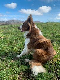 Border collie per accoppiamento