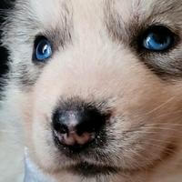 Cuccioli di siberian husky con pedigree