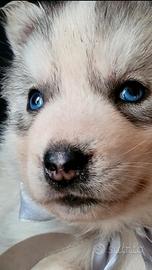 Cuccioli di siberian husky con pedigree