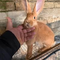 Tolgo per cambio razza