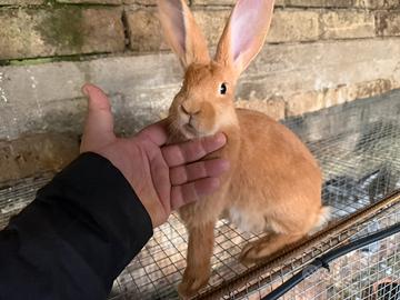 Tolgo per cambio razza