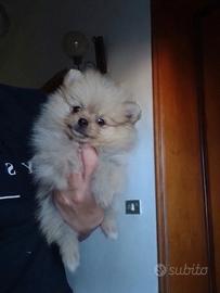 Spitz mini toy di pomerania cucciola
