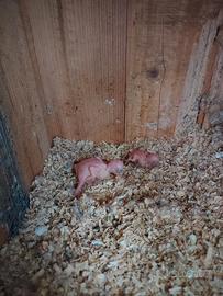 Parrocchetti dal collare