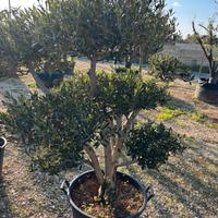 piante da giardino con messa a dimora