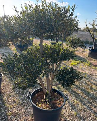 piante da giardino con messa a dimora