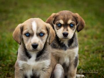 Cuccioli Husky Labrador