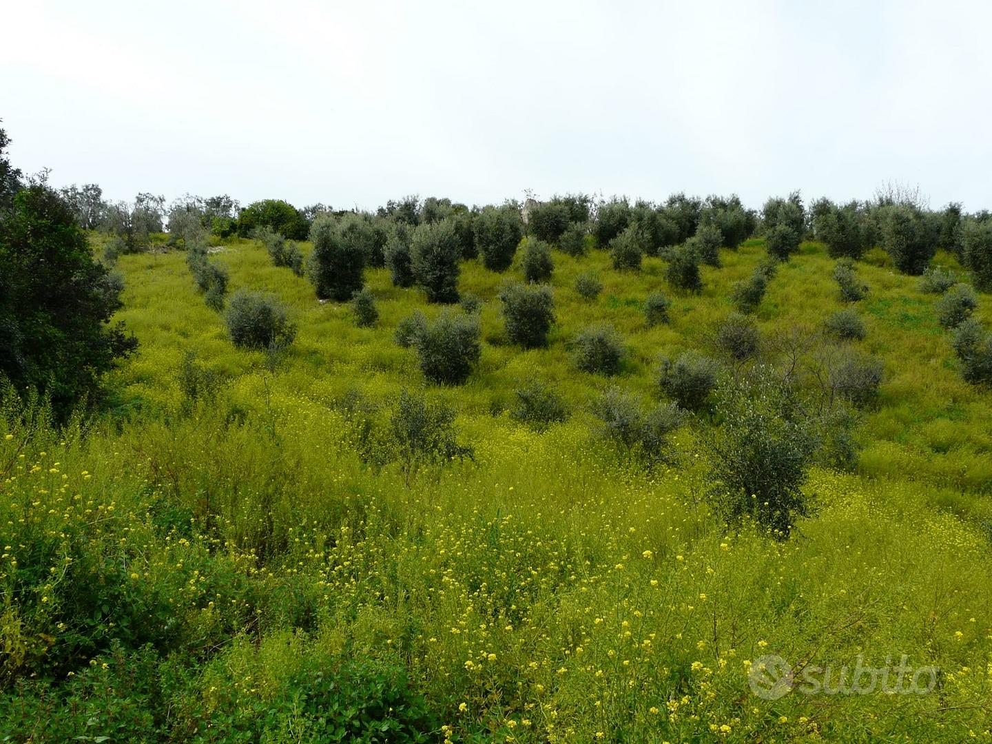 Terreni con rudere in Gargano - Vista 5