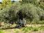 Immagine 29