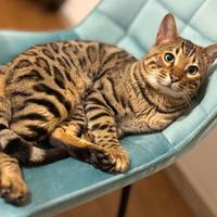 Gatto Bengala